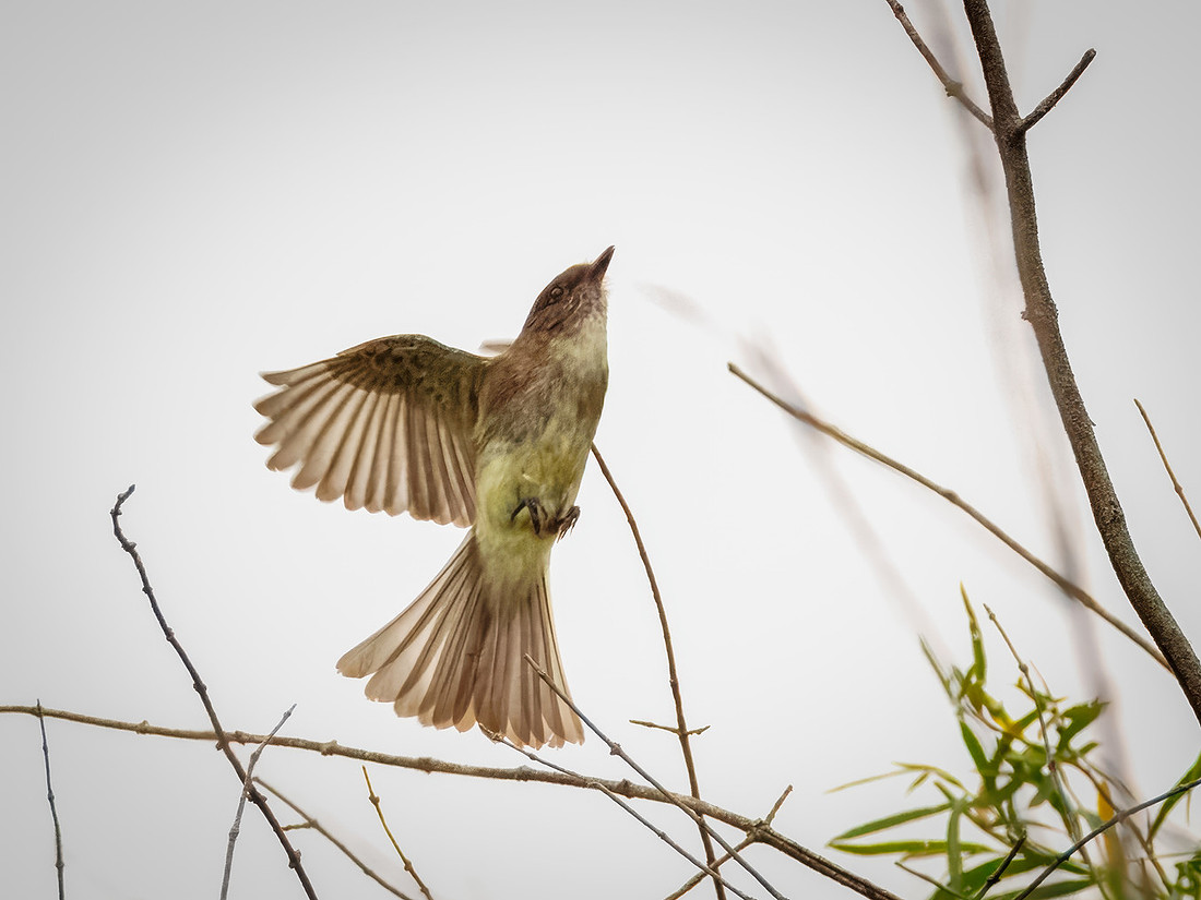 Eastern Phoebe in Action