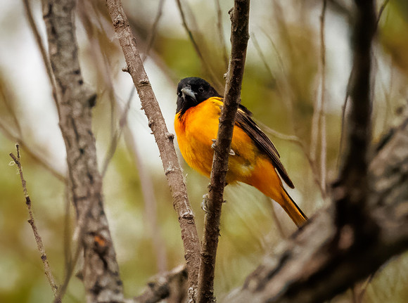 Oriole in the Trees