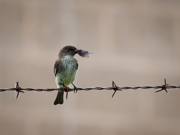 Eastern Phoebe with a Fresh Catch