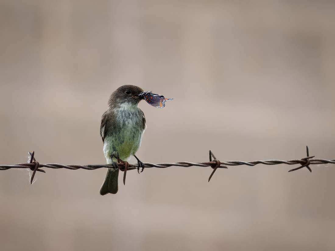Eastern Phoebe with a Fresh Catch