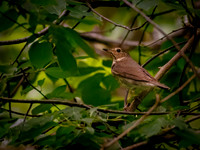 Swainson's Thrush