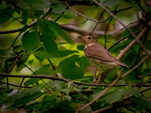 Swainson's Thrush