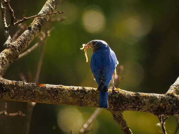 Eastern Bluebird with the Worm