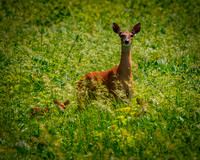 A Doe with her Fawns