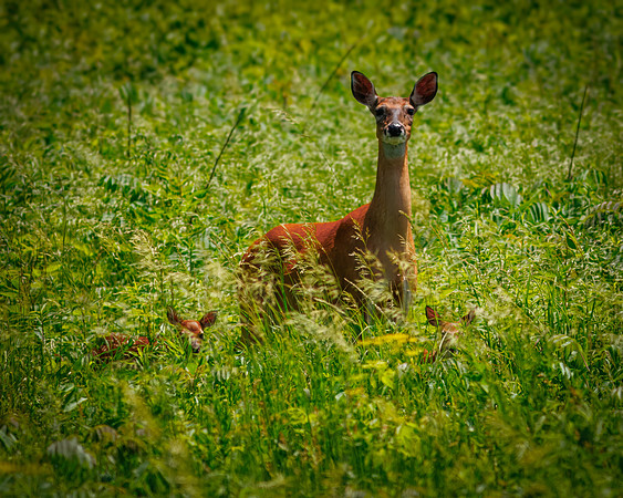 A Doe with her Fawns
