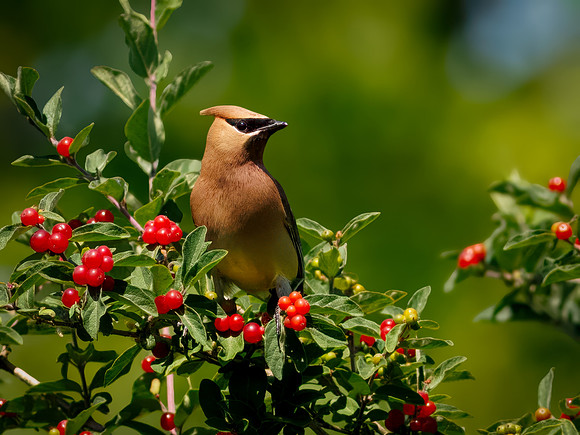 Cedar Waxwing Among Berries