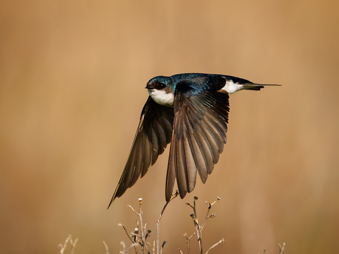 Tree Swallow