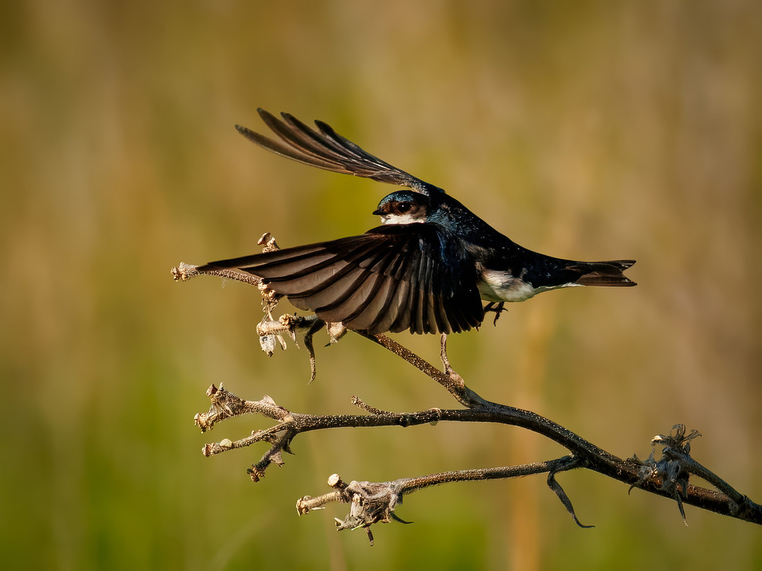 Tree Swallow