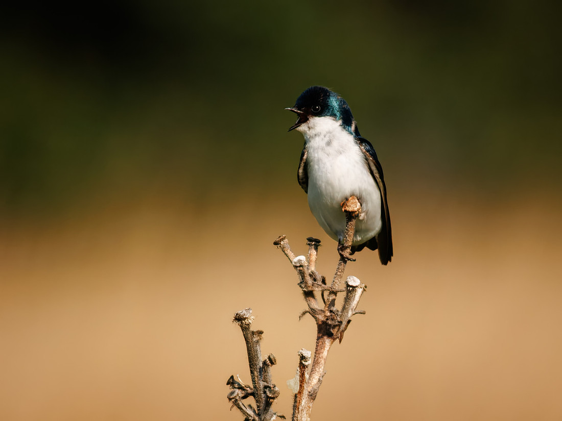 Tree Swallow