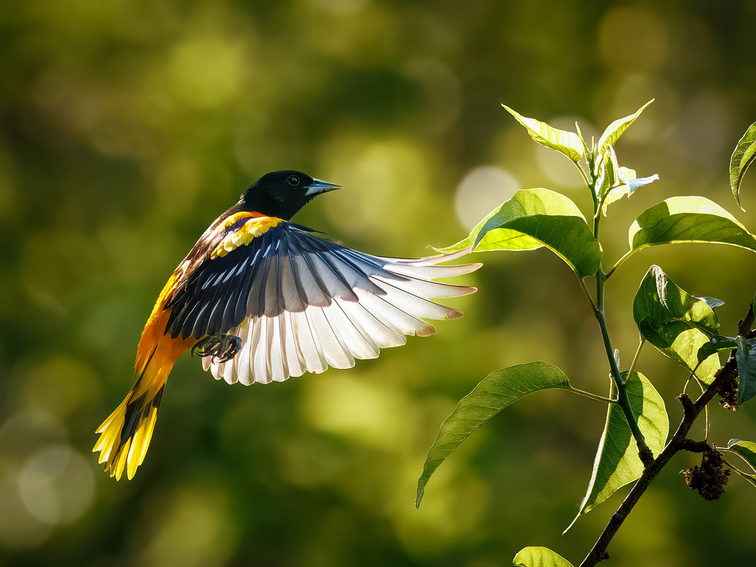 Frozen in Flight