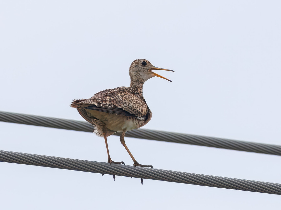 Upland Sandpiper