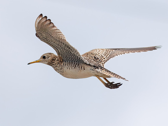 Upland Sandpiper