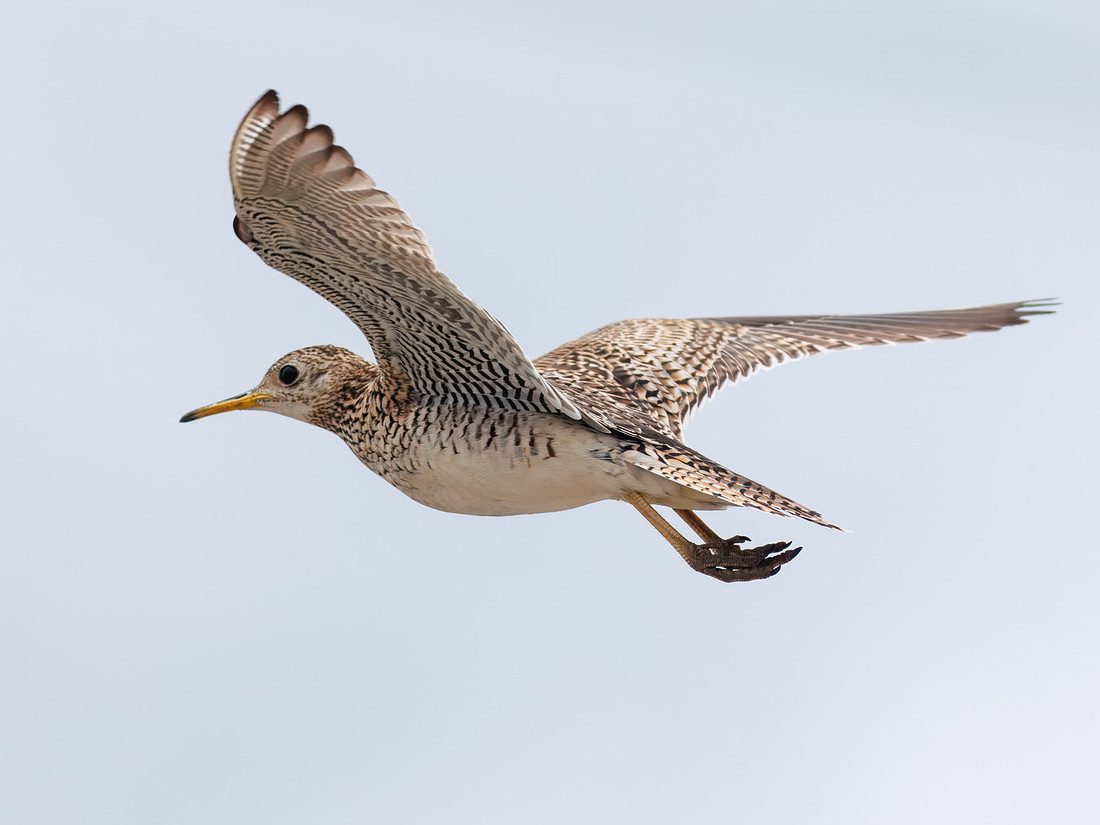 Upland Sandpiper