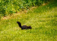 Rare Black Squirrel