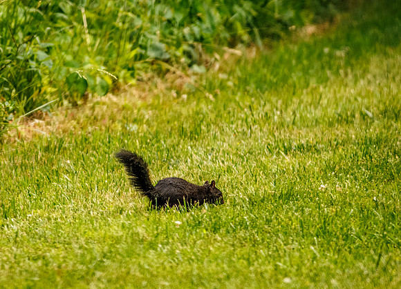 Rare Black Squirrel