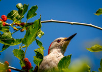 Red-bellied Woodpecker