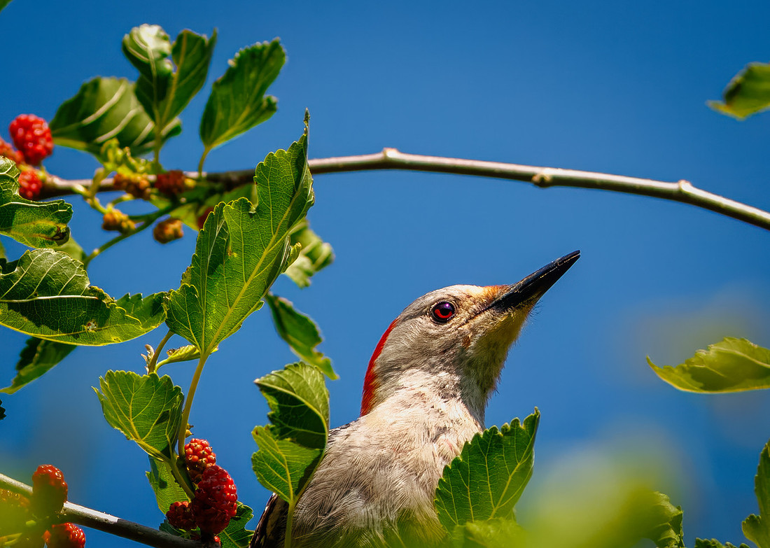 Red-bellied Woodpecker