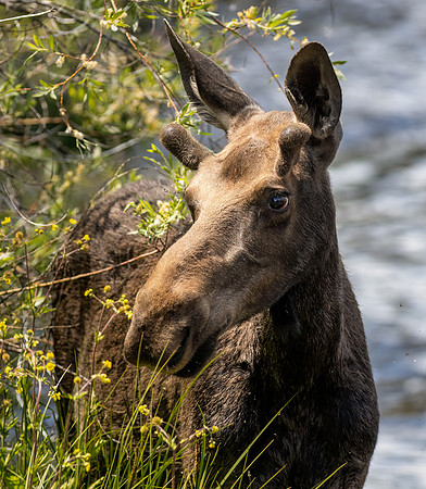 Grand Lake Colorado Moose