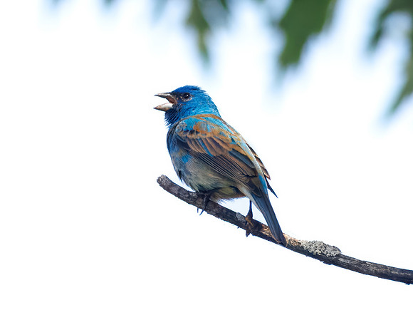 Indigo Bunting from Spring 2026