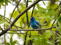 Indigo Bunting from Spring 2026