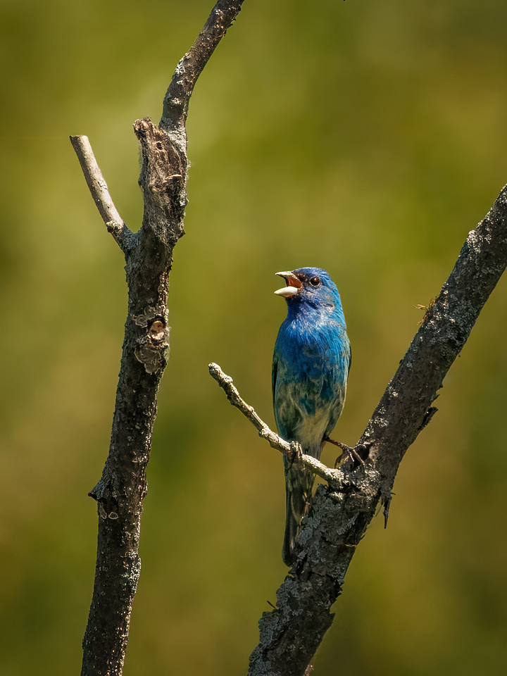 Indigo Bunting from Spring 2026