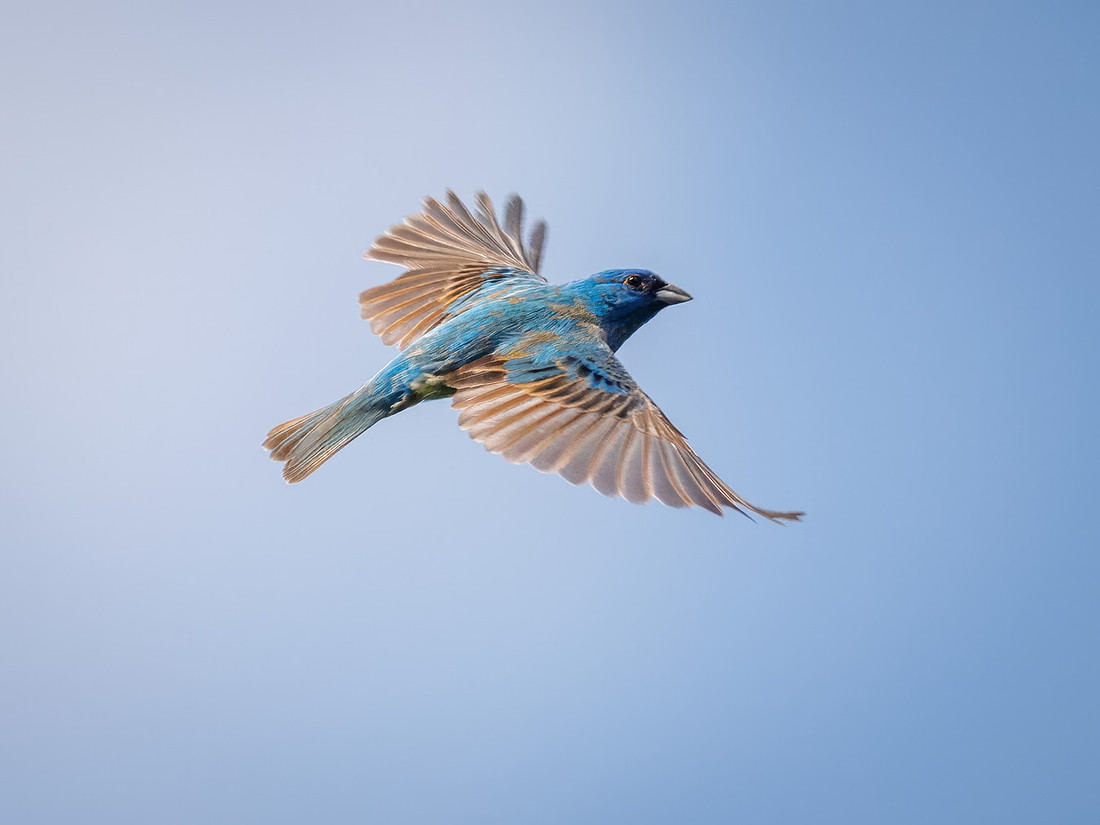 Indigo Bunting from Spring 2026