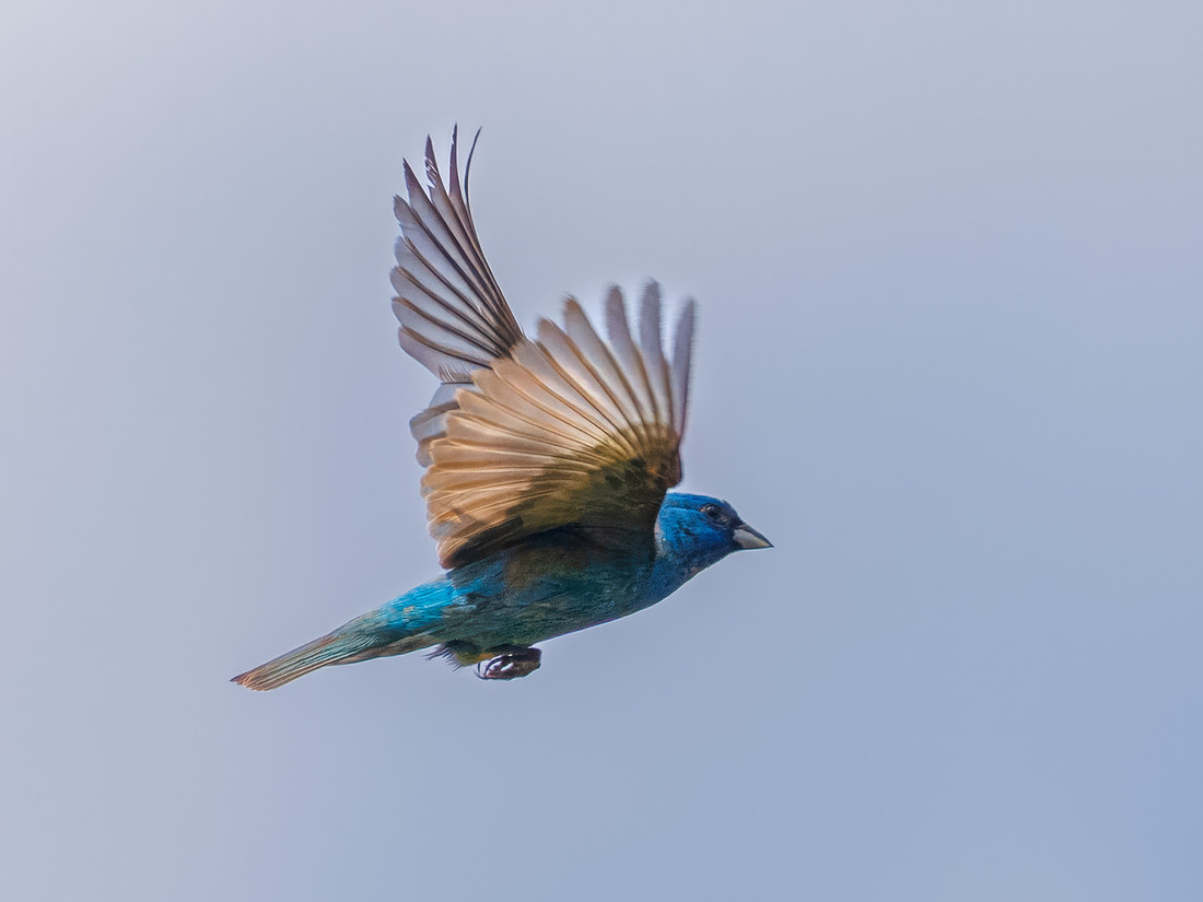 Indigo Bunting from Spring 2026