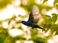 Indigo Bunting from Spring 2026