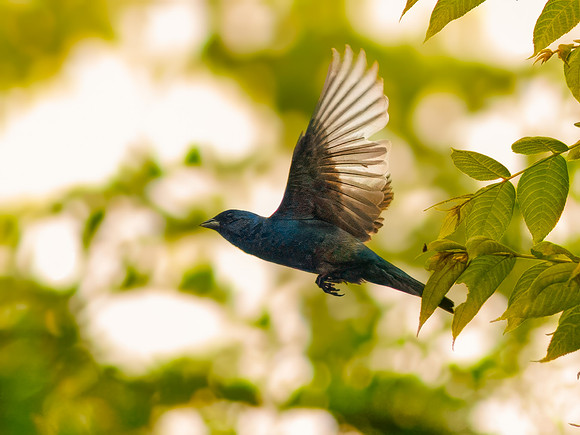 Indigo Bunting from Spring 2026
