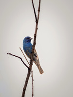 Indigo Bunting from Spring 2026