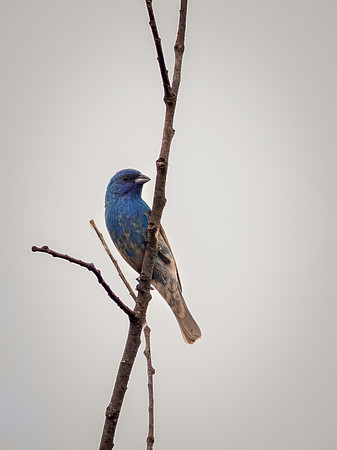 Indigo Bunting from Spring 2026