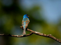 Indigo Bunting from Spring 2026