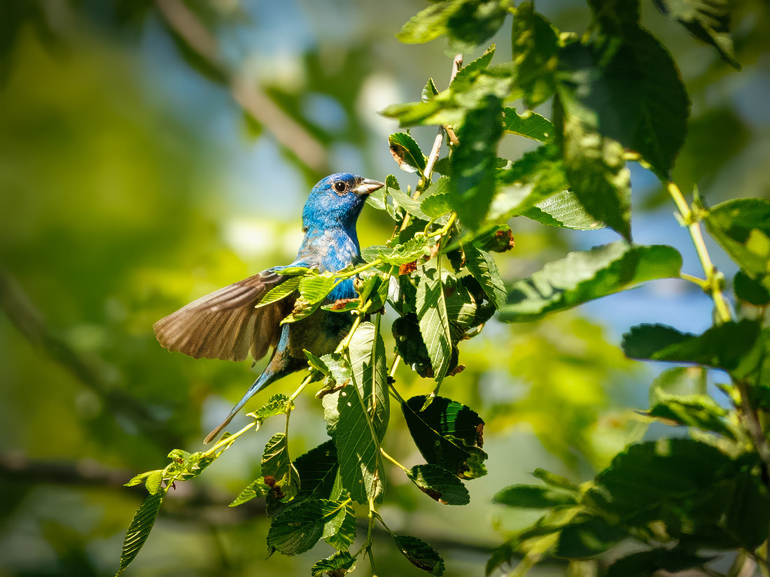 Indigo Bunting from Spring 2026