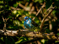 Indigo Bunting from Spring 2026