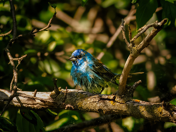 Indigo Bunting from Spring 2026