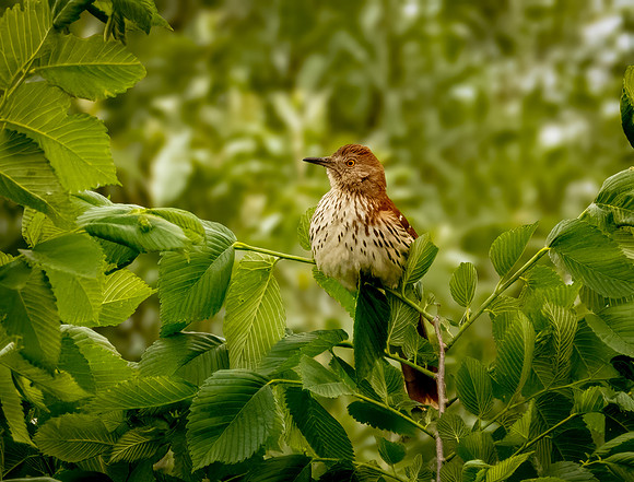 Brown Thrasher