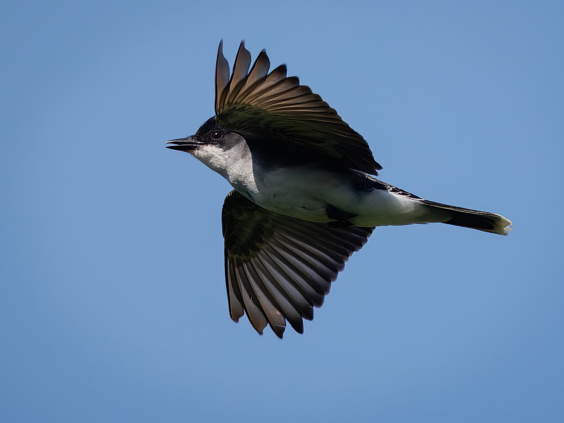 Eastern Kingbird Flyby