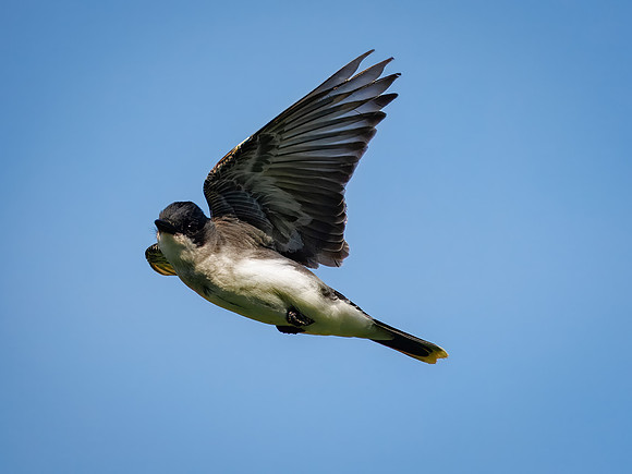 Eastern Kingbird Flyby