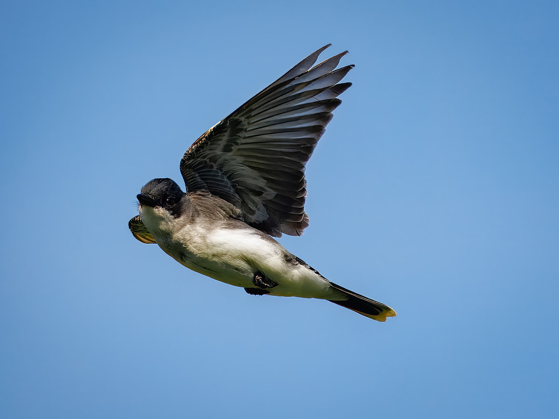 Eastern Kingbird Flyby