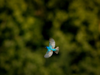 Indigo Buntin In Flight