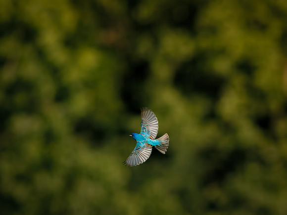Indigo Buntin In Flight
