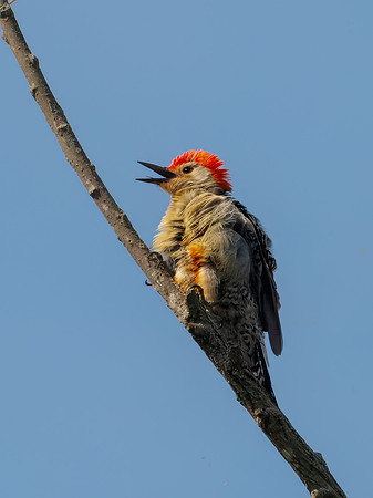 Red-bellied Woodpecker Rockstar