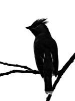Cedar Waxwing Profile
