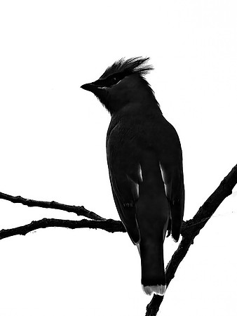Cedar Waxwing Profile