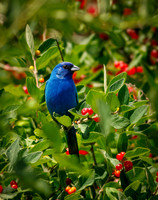 Indigo Bunting Among Honeysuckle Berries