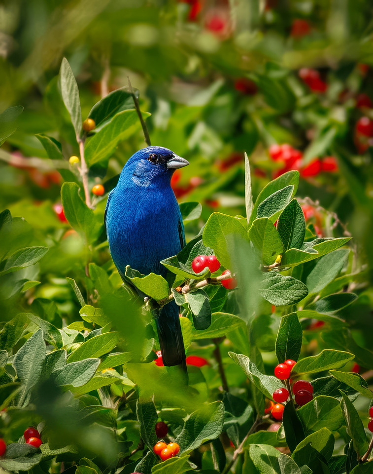 Indigo Bunting Among Honeysuckle Berries