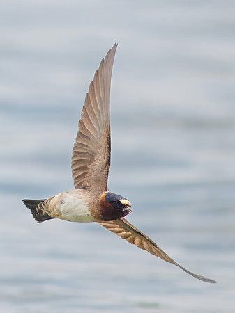 Cliff Swallows on Lake Dawson