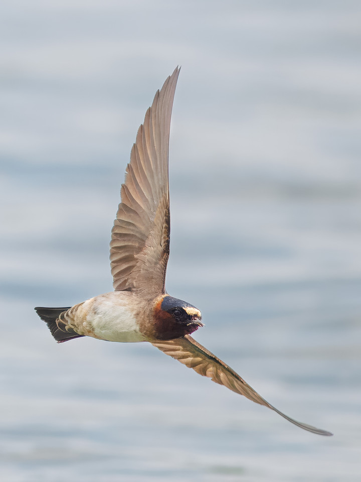 Cliff Swallows on Lake Dawson