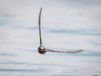 Cliff Swallows on Lake Dawson