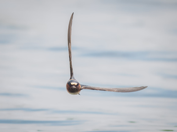 Cliff Swallows on Lake Dawson